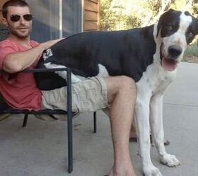 10 Big Pooches Who Think They’re Lap Dogs