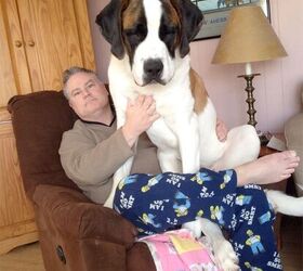 10 big pooches who think theyre lap dogs