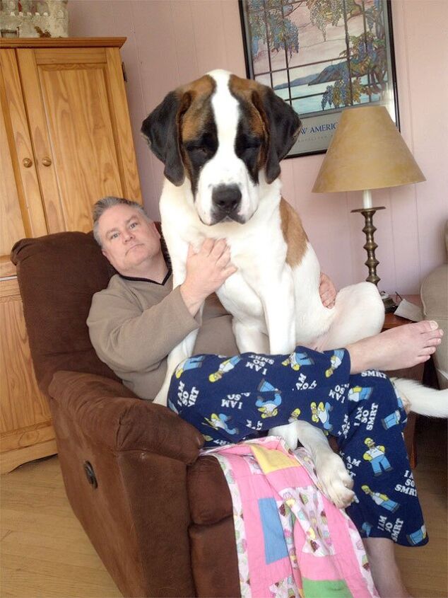 10 big pooches who think theyre lap dogs