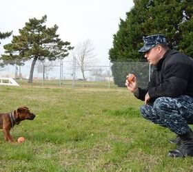 Smallest Military Dog Makes Big Impact on Largest Naval Base