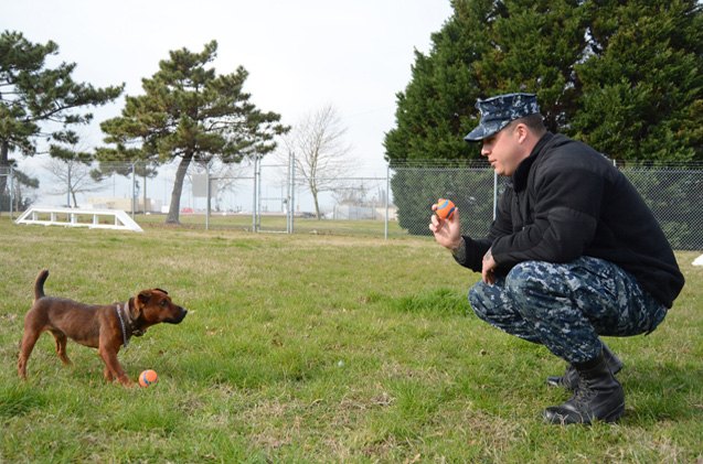 smallest military dog makes big impact on largest naval base
