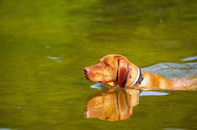 Labra Labra Labrala Dog Breed Health, Temperament, Training, Feeding and Puppies ...