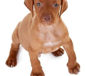 elite purebred puppies