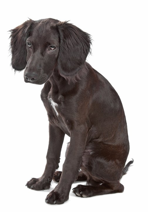 Labradinger Dog Breed Health, Temperament, Training, Feeding and ...