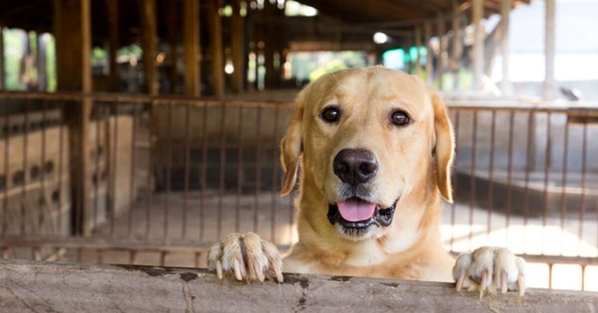 Lawmakers Join Animal Welfare Groups For Responsible Breeder Laws In K |  PetGuide