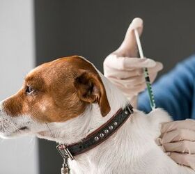 Nationwide Voluntary Recall Of Pet Seizure Medications