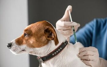 Nationwide Voluntary Recall Of Pet Seizure Medications