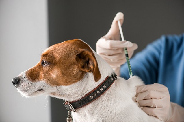 nationwide voluntary recall of pet seizure medications