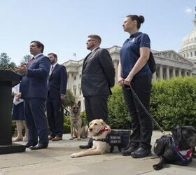 Bipartisan PAWS Act To Help Veterans With PTSD
