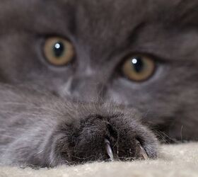 What is Cat Scratch Fever and How Can You Avoid Being Infected?