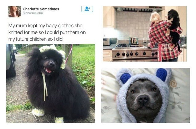 11 motherhood goals from a dog mom