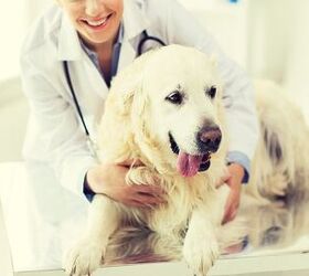 Researchers Discover Biomarker Test For Degenerative Myelopathy in Dog