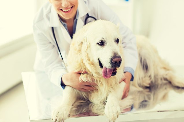 researchers discover biomarker test for degenerative myelopathy in dog