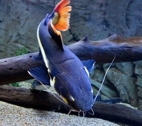 Choosing the Right Substrate for Your Aquarium