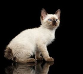 Bobtail cheap siamese cat