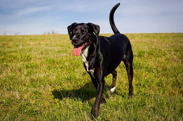 Labrapointer Lab Pointer Dog Breed Health, Temperament, Training, Feeding and ...