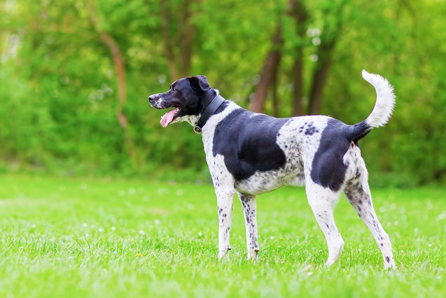 Labrapointer Lab Pointer Dog Breed Health, Temperament, Training, Feeding and ...