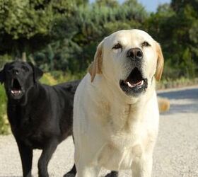 Study: Dogs Talk To Us With Growls and Barks