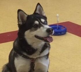 Pooch Pardoned by Maine Governor May Become a Sled Dog