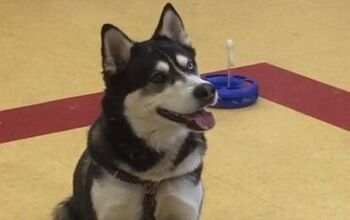 Pooch Pardoned by Maine Governor May Become a Sled Dog