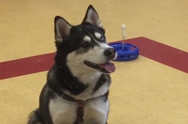 pooch pardoned by maine governor may become a sled dog