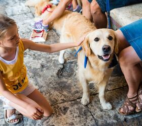 Study: Therapy Dogs Help ASD Children Improve Social Skills