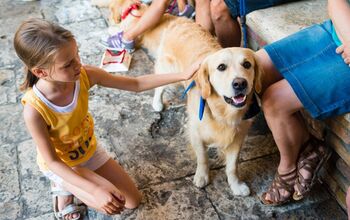 Study: Therapy Dogs Help ASD Children Improve Social Skills