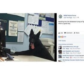 Top 10 Reasons You Need to Follow NSW Police Force Facebook Page