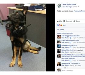top 10 reasons you need to follow nsw police force facebook page