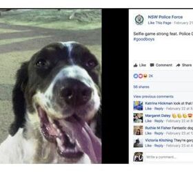 top 10 reasons you need to follow nsw police force facebook page