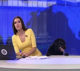 Dog Makes Unscheduled Appearance on Russian Morning News [Video]
