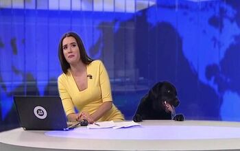 Dog Makes Unscheduled Appearance on Russian Morning News [Video]