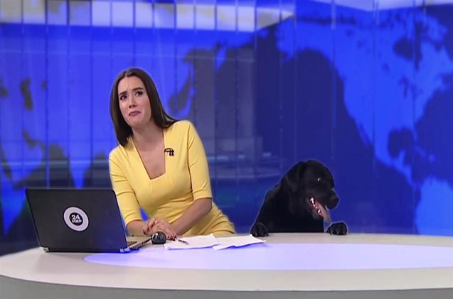 dog makes unscheduled appearance on russian morning news video
