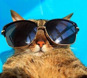 5 Ways to Keep Your Cat Cool This Summer