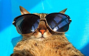 5 Ways to Keep Your Cat Cool This Summer