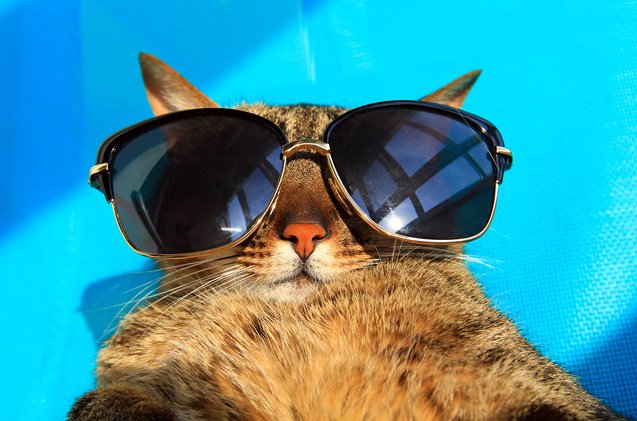 5 ways to keep your cat cool this summer