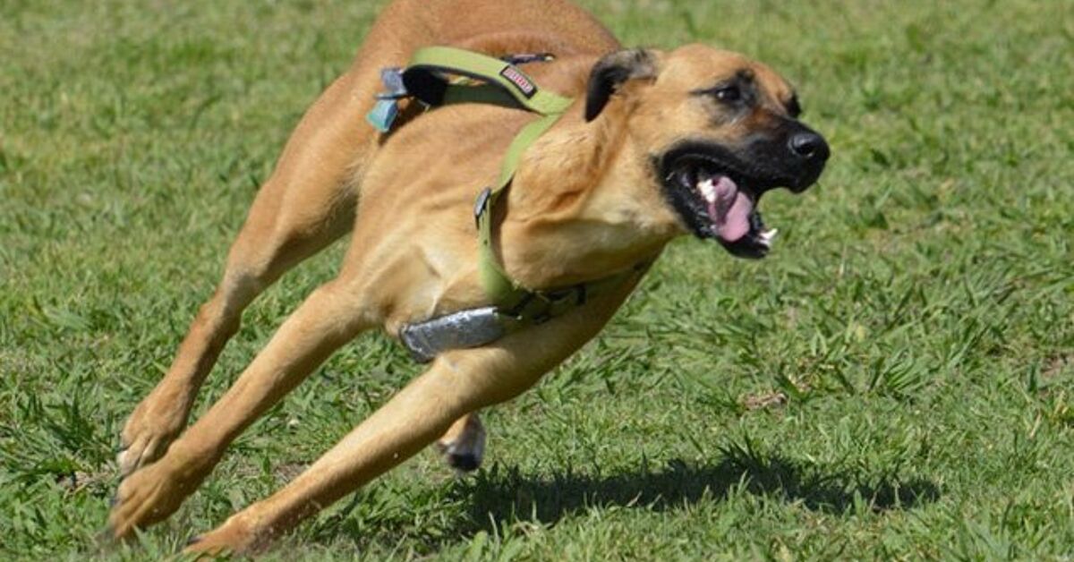 Lab Ridge Back Dog Ridgeback Lab Mix Puppies