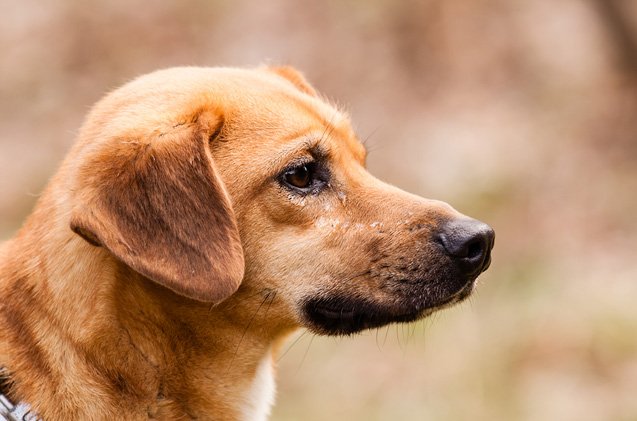 Rhodesian Labrador Dog Breed Health, Temperament, Feeding, Training and ...
