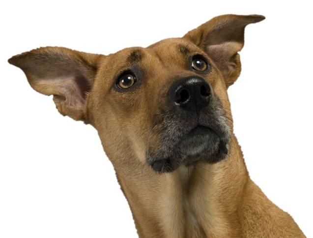 Rhodesian Labrador Dog Breed Health, Temperament, Feeding, Training and ...