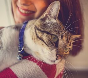busy dublin vet clinic seeks experienced cat cuddler