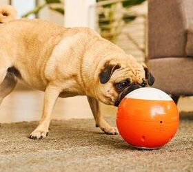Gosh! Launches EasyPlay Indiegogo Campaign for The Smartest Pet Toy Ev