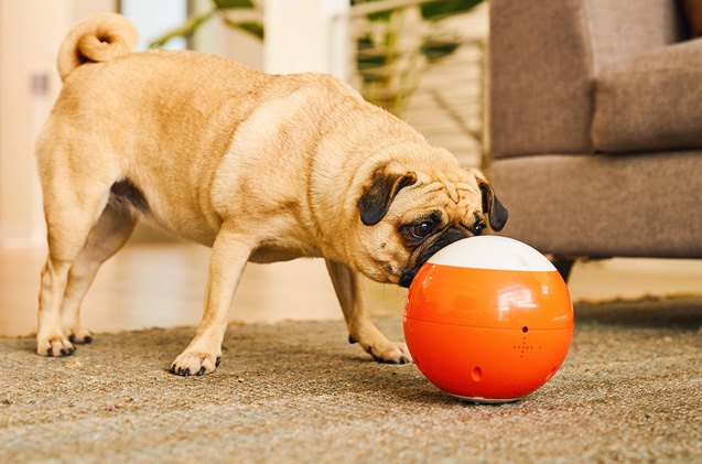 gosh launches easyplay indiegogo campaign for the smartest pet toy ev