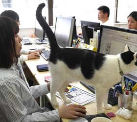 cats run japanese it offices like the bosses they are