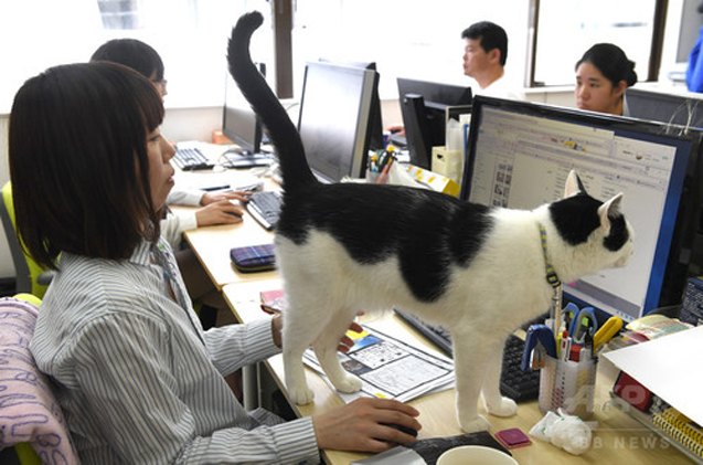 cats run japanese it offices like the bosses they are