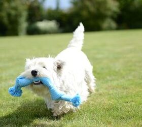 BUSTER Super-Sensory Interactive Toys Mentally Stimulate Your Dog