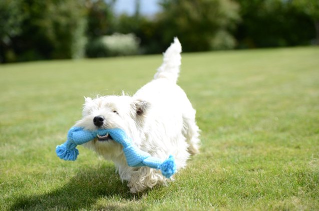 buster super sensory interactive toys mentally stimulate your dog