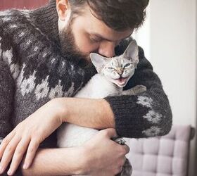 top 10 cats who need a hug