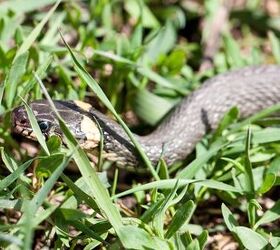 Simple Tips to Protect Your Dog From Snakes