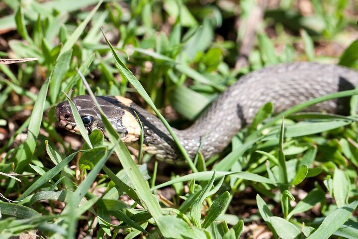 simple tips to protect your dog from snakes