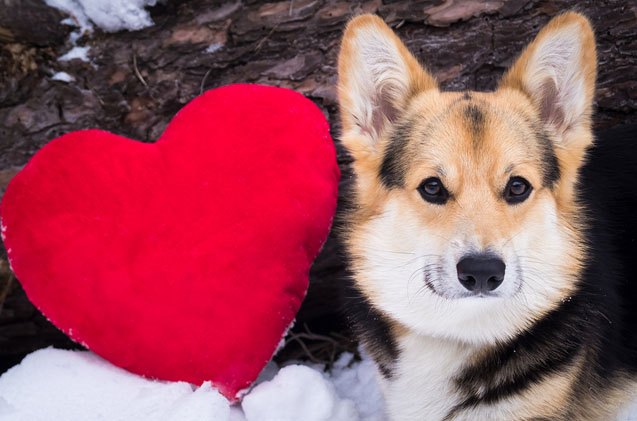 global pet foods show us your heart campaign hits the 1 5 million mark